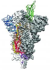 COVID 19 virus spike protein